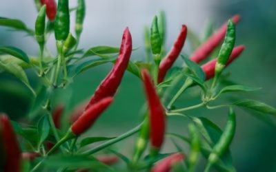 Unik Nih Kegunaan Micin Untuk Tanaman Cabe